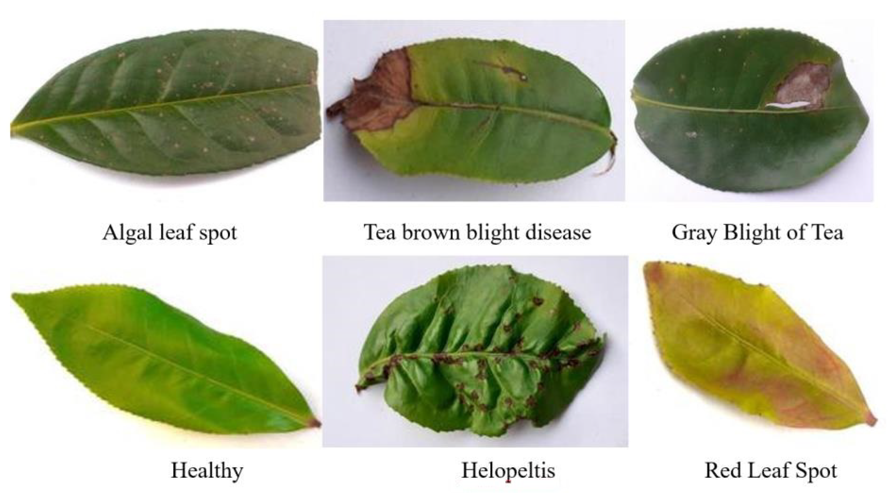 Tea Leaf Disease Identification Model